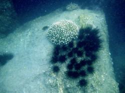 Cauliflower coral and Diadema mexicanum (sea urchin)